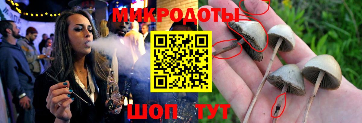 Псилоцибиновые грибы Psilocybine cubensis Можга